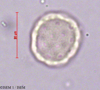 ISEM 1/Chenopodium_petiolare_19710/Chenopodium_petiolare_19710_0001(copy)_thumb.jpg